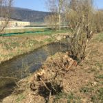 Entretien déplorable des berges du Seyon